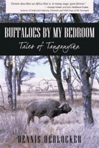 Buffaloes by My Bedroom Book